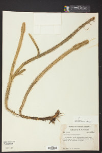 Lycopodiella alopecuroides image