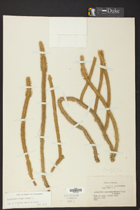 Lycopodiella alopecuroides image