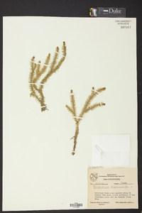 Lycopodiella alopecuroides image