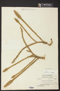 Lycopodiella alopecuroides image