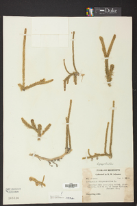 Lycopodiella alopecuroides image