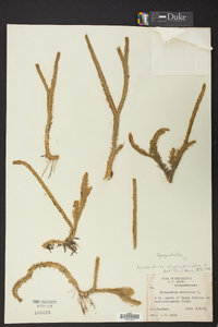 Lycopodiella alopecuroides image