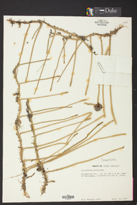 Lycopodiella appressa image