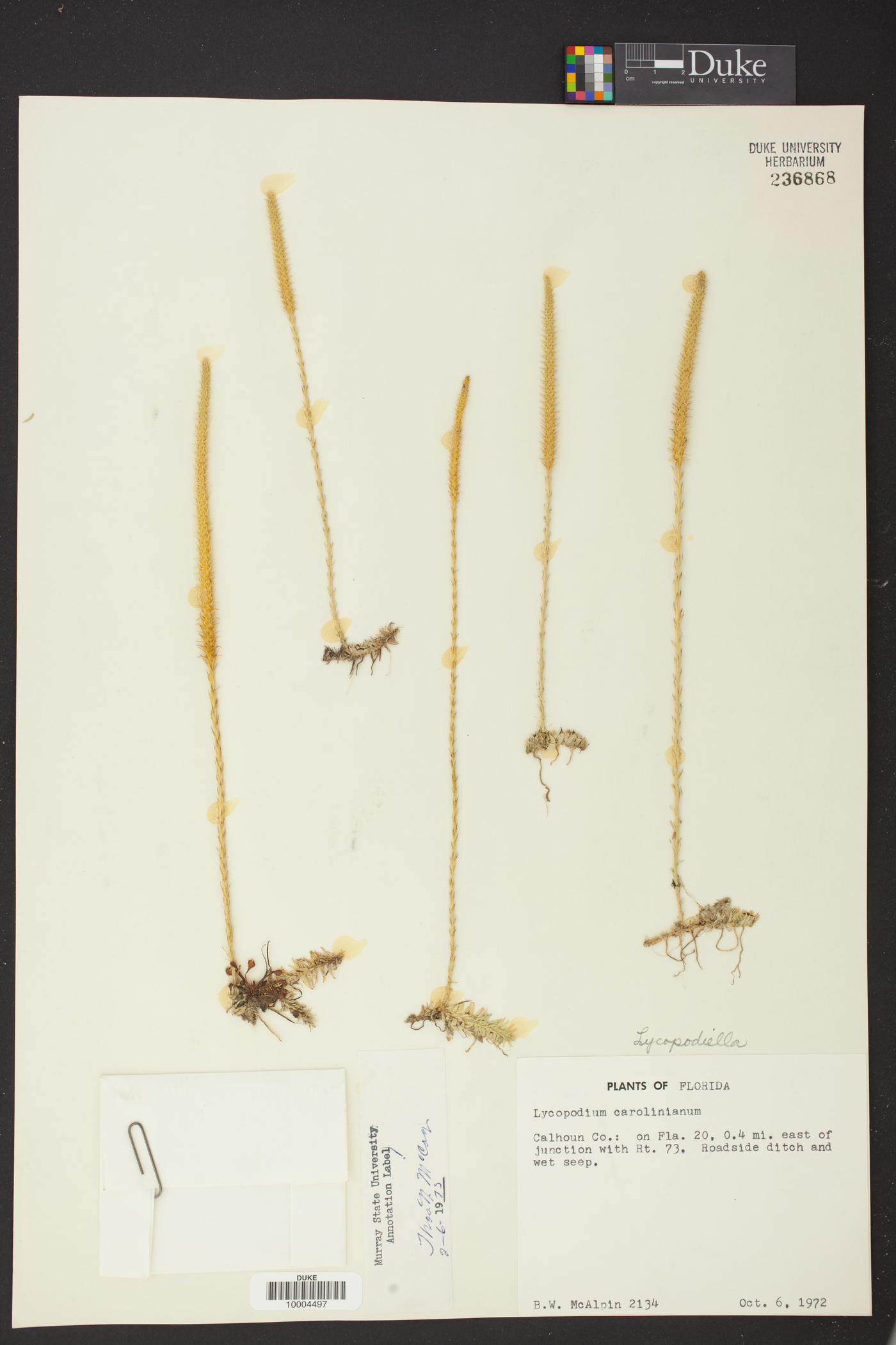 Lycopodiella caroliniana image