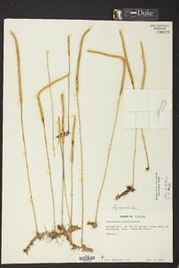 Lycopodiella caroliniana image