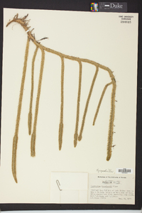 Lycopodiella copelandii image