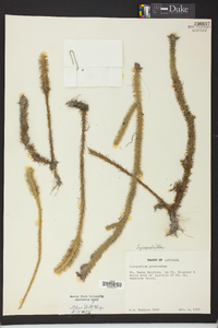 Lycopodiella prostrata image