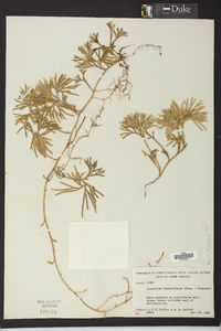 Lycopodium flabelliforme var. ambiguum image