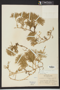 Lycopodium flabelliforme var. ambiguum image