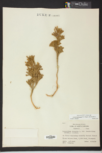 Dendrolycopodium hickeyi image