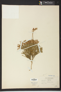 Diphasiastrum tristachyum image