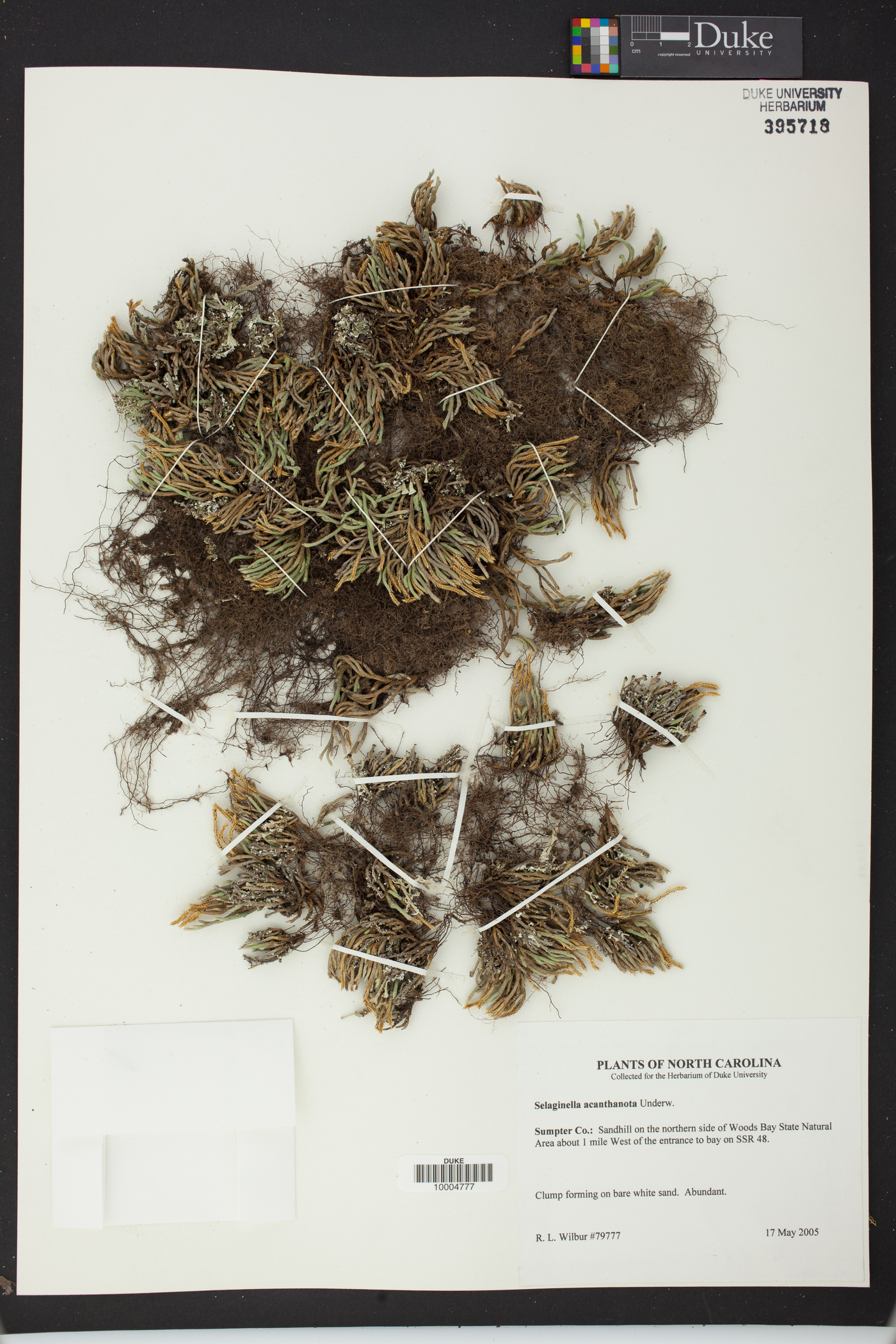 Bryodesma acanthonota image