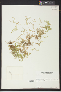 Selaginella apoda image