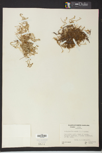 Selaginella apoda image