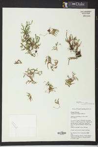 Selaginella rupestris image