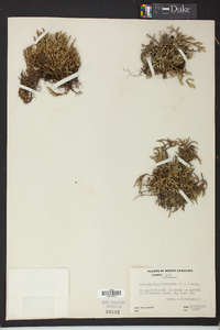 Selaginella rupestris image