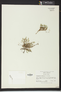 Selaginella rupestris image