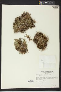 Selaginella rupestris image