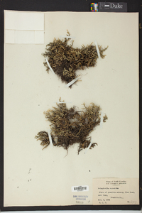 Selaginella rupestris image