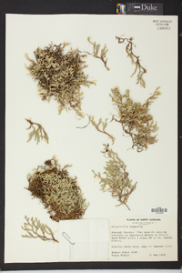 Selaginella rupestris image