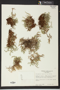 Selaginella rupestris image