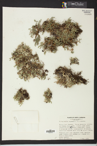 Selaginella rupestris image