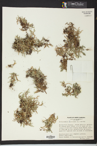 Selaginella rupestris image