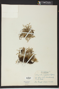 Selaginella rupestris image