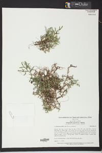 Selaginella rupestris image