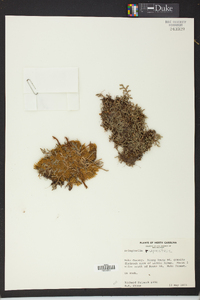 Selaginella rupestris image