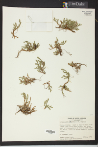 Selaginella rupestris image