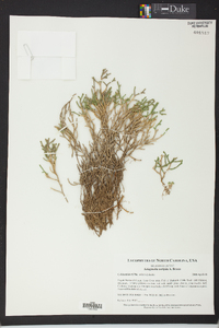 Selaginella tortipila image