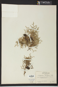 Selaginella tortipila image