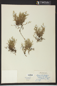 Selaginella tortipila image