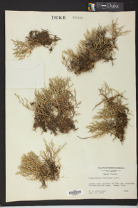 Selaginella tortipila image