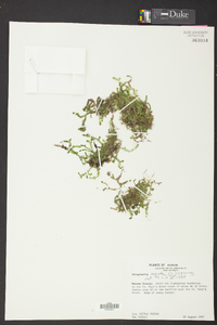 Selaginella apoda image