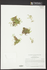 Selaginella apoda image