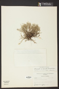 Selaginella arenicola image