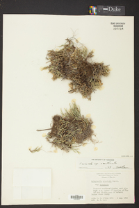 Selaginella arenicola image