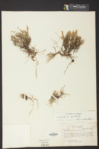 Selaginella arenicola image