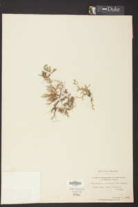 Selaginella rupestris image