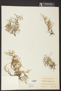 Selaginella rupestris image