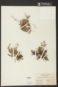 Selaginella rupestris image