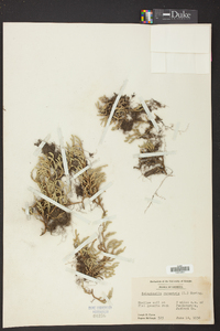 Selaginella rupestris image