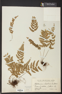 Asplenium curtissii image