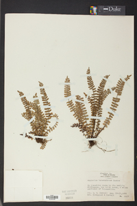 Asplenium heterochroum image