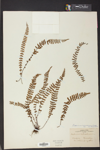 Asplenium heterochroum image