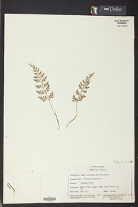 Asplenium montanum image