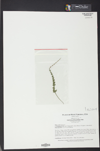 Asplenium pinnatifidum image