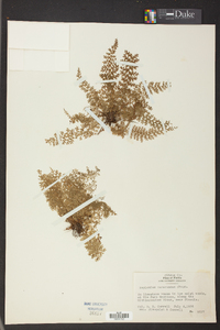 Asplenium verecundum image